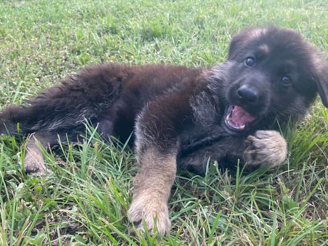 German Shepherd Dog Puppies media 9