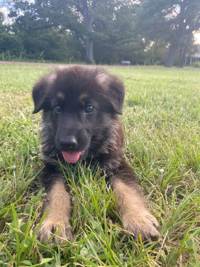 German Shepherd Dog Puppies media 11