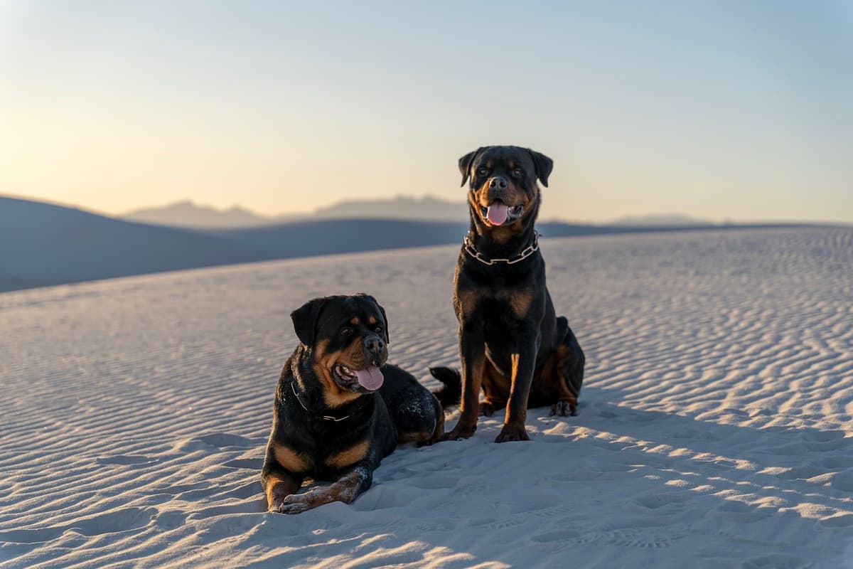Rottweiler Puppies breeder image 1