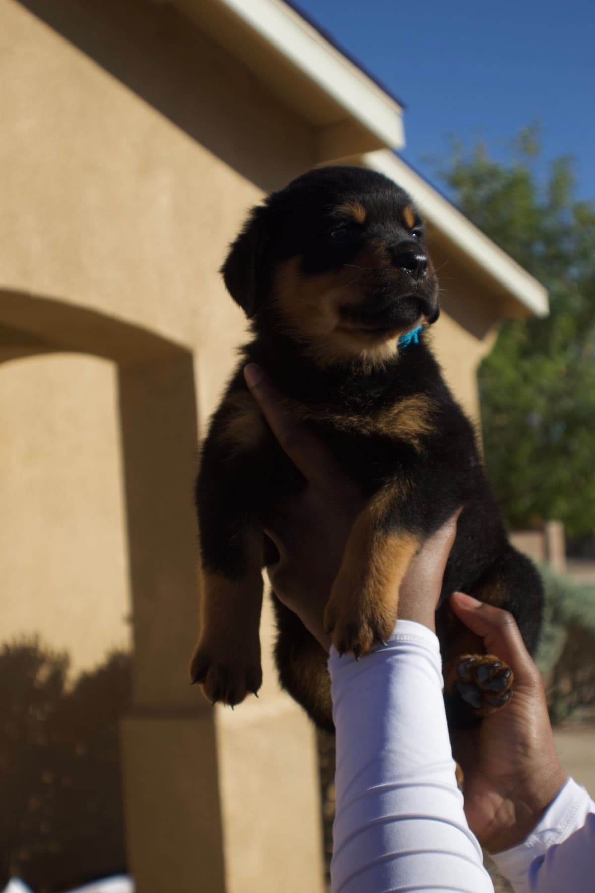 Rottweiler Puppies breeder image 3