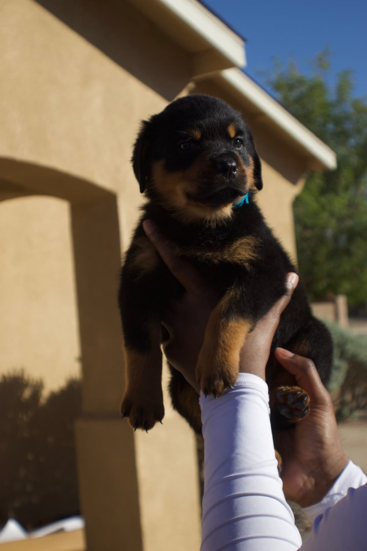 Rottweiler Puppies breeder image 2