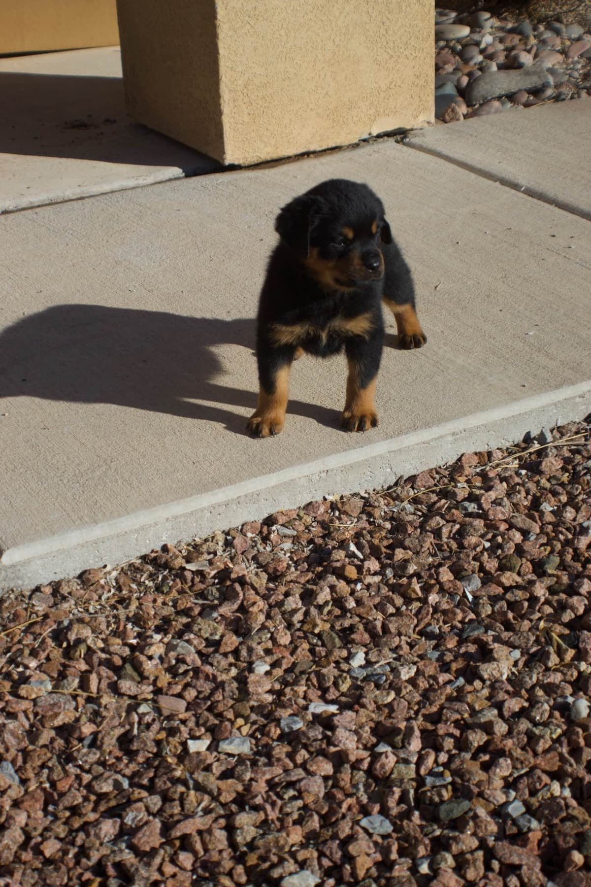 Rottweiler Puppies breeder image 4