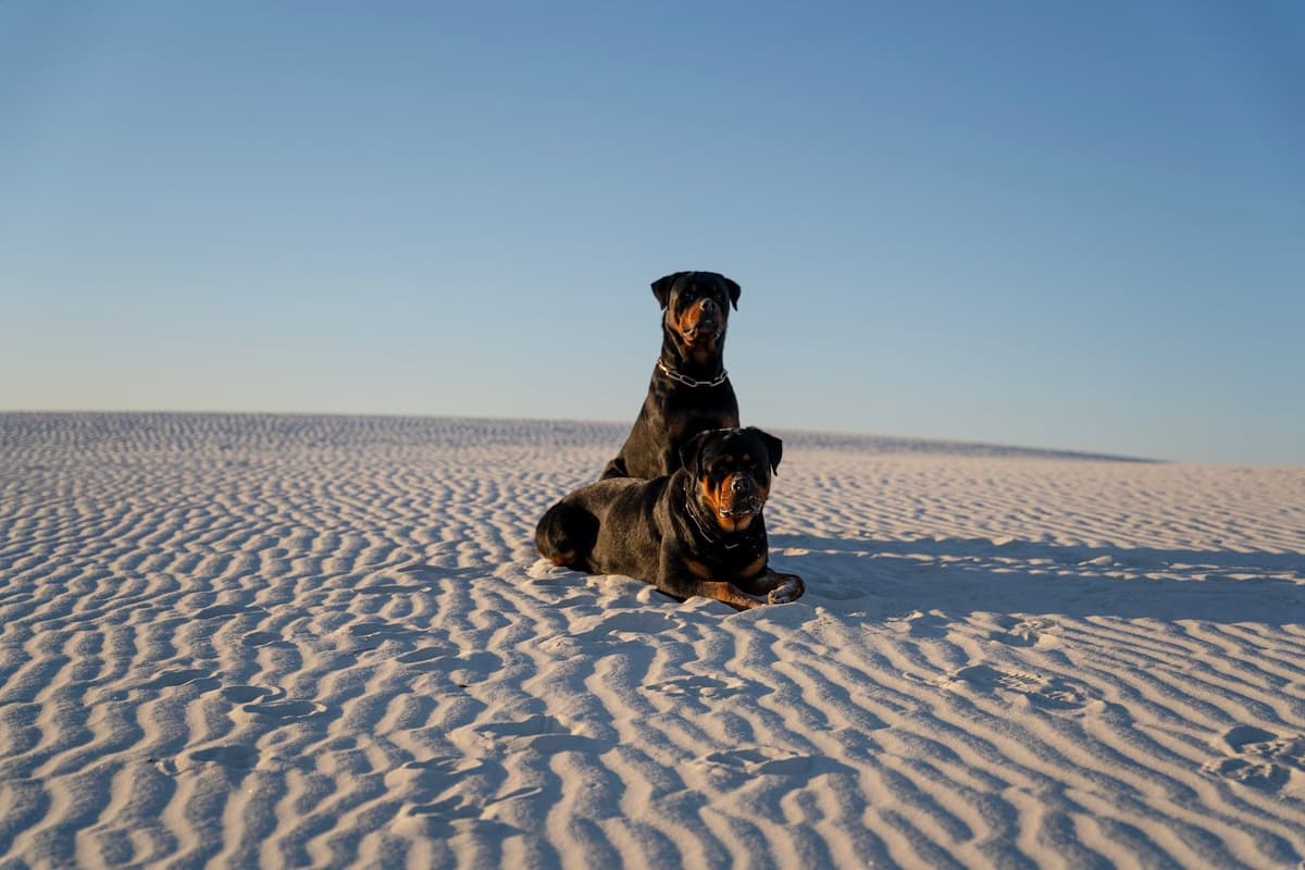 Rottweiler Puppies breeder image 5