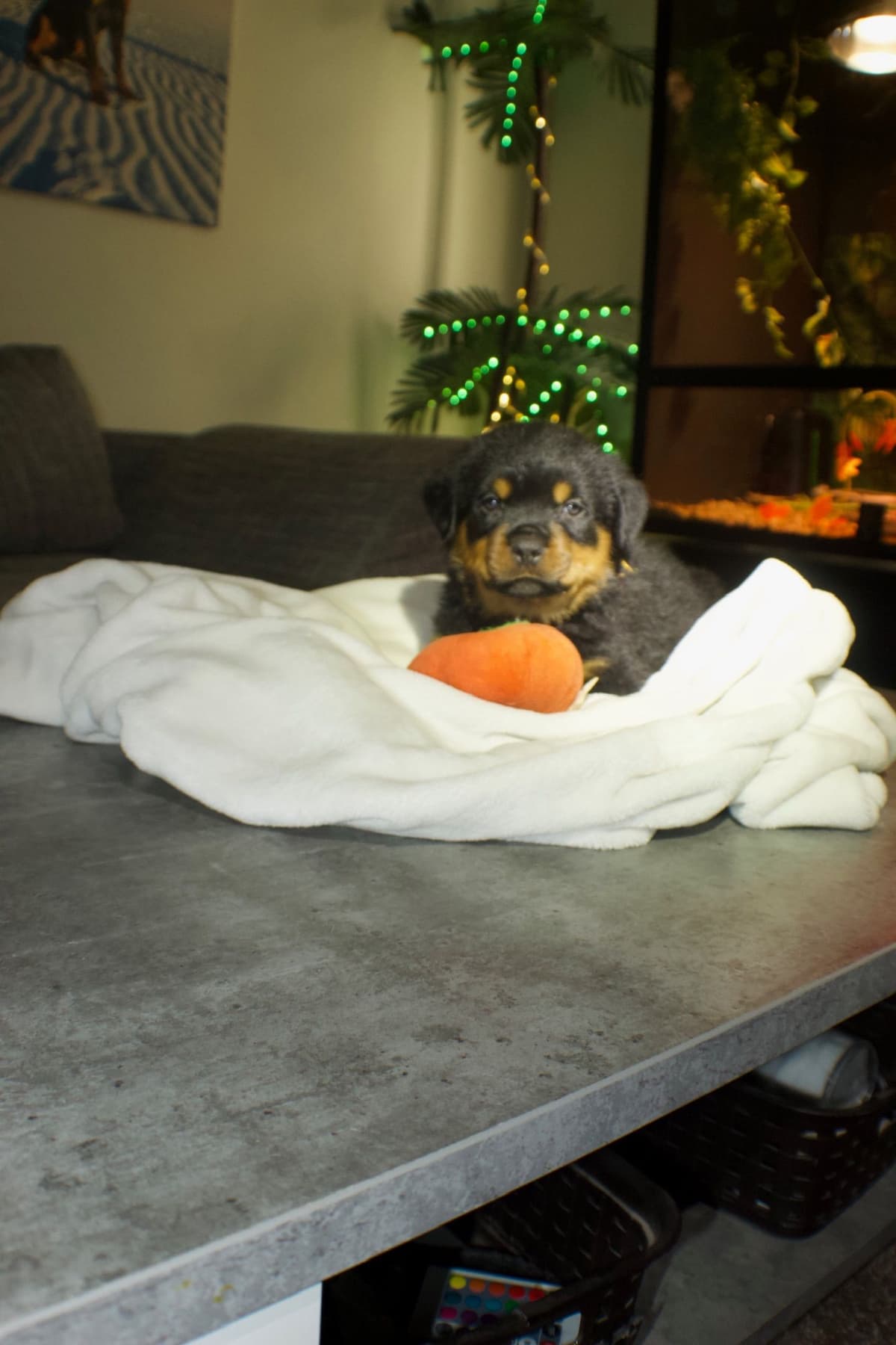 Rottweiler Puppies breeder image 6