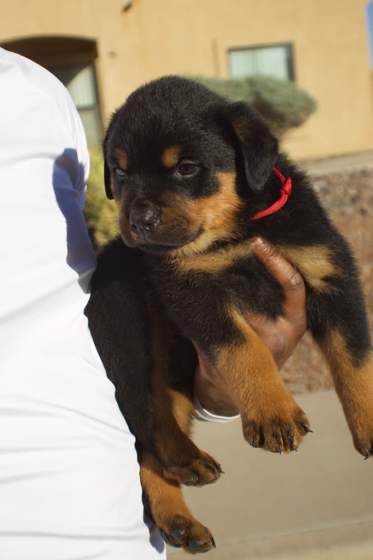 Rottweiler Puppies breeder image 8
