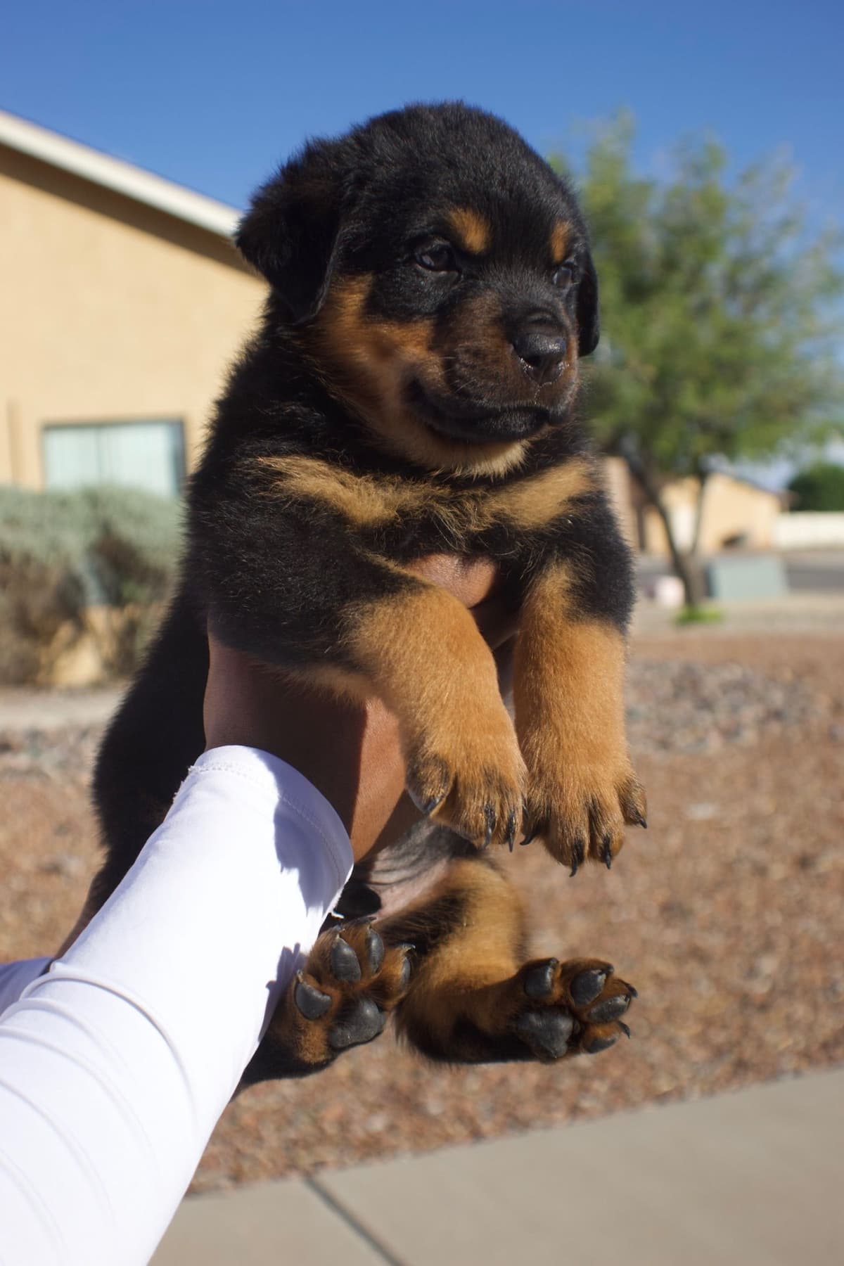 Rottweiler Puppies breeder image 7