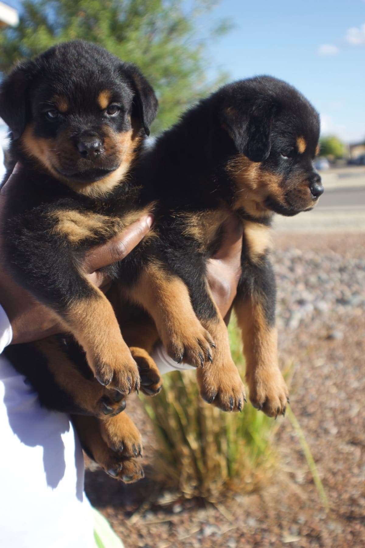 Rottweiler Puppies breeder image 10