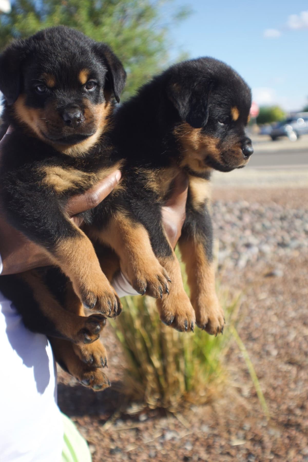 Rottweiler Puppies breeder image 9