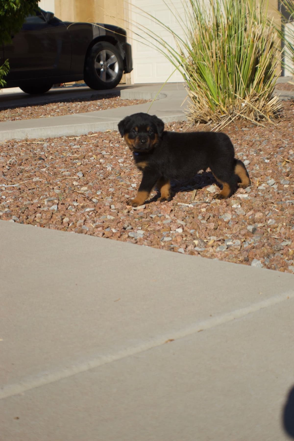 Rottweiler Puppies breeder image 11