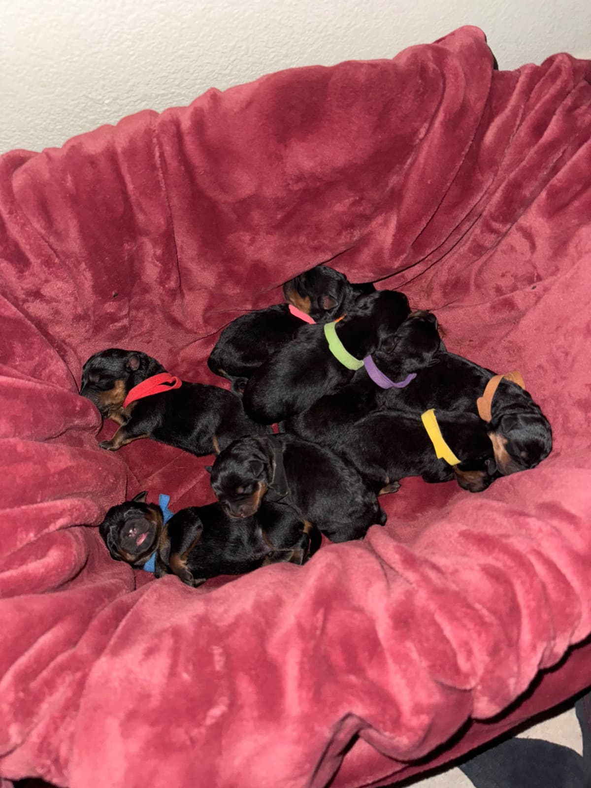 Rottweiler Puppies breeder image 12