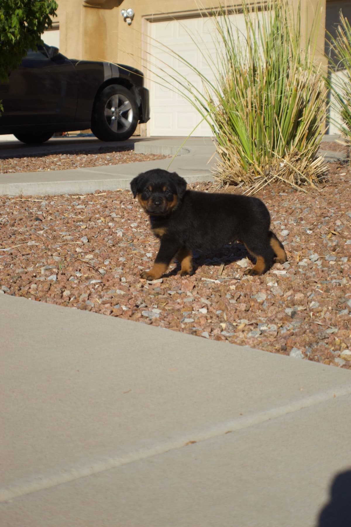 Rottweiler Puppies breeder image 13
