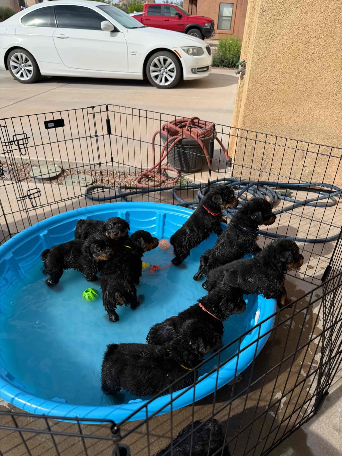 Rottweiler Puppies breeder image 16