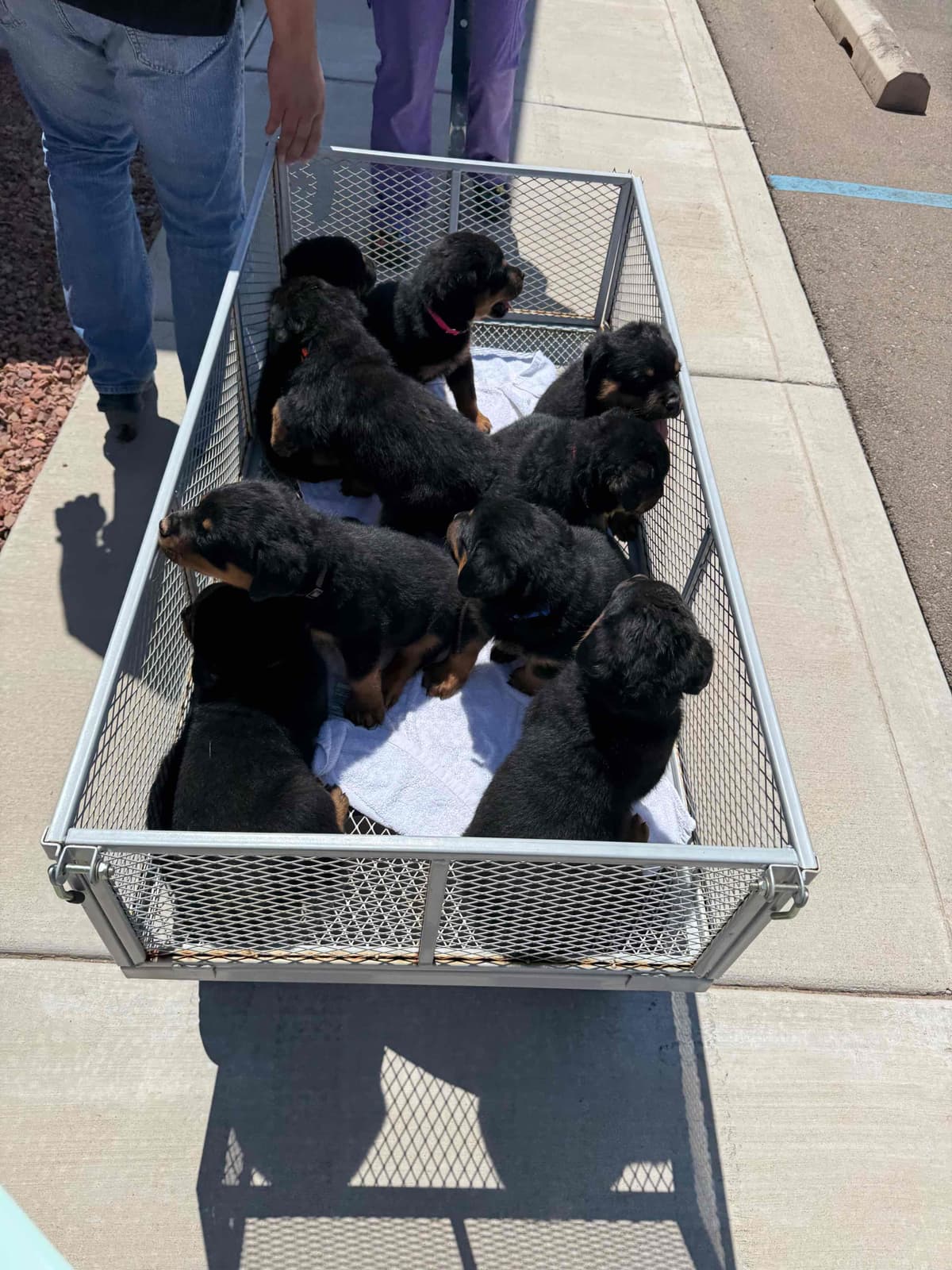Rottweiler Puppies breeder image 17
