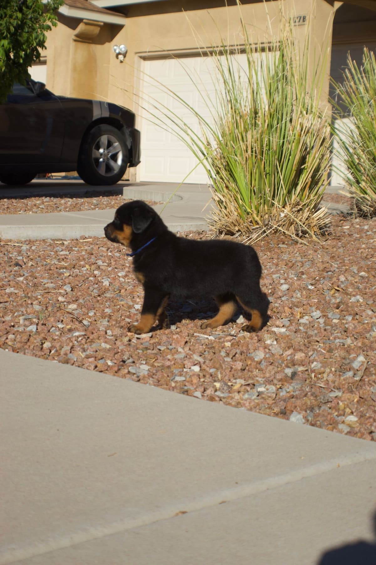 Rottweiler Puppies breeder image 15