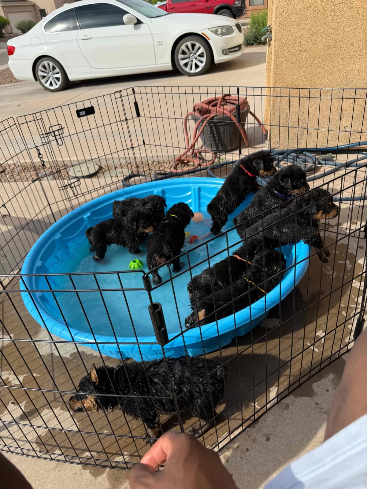 Rottweiler Puppies breeder image 19