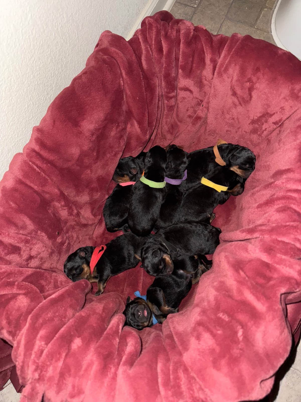 Rottweiler Puppies breeder image 18