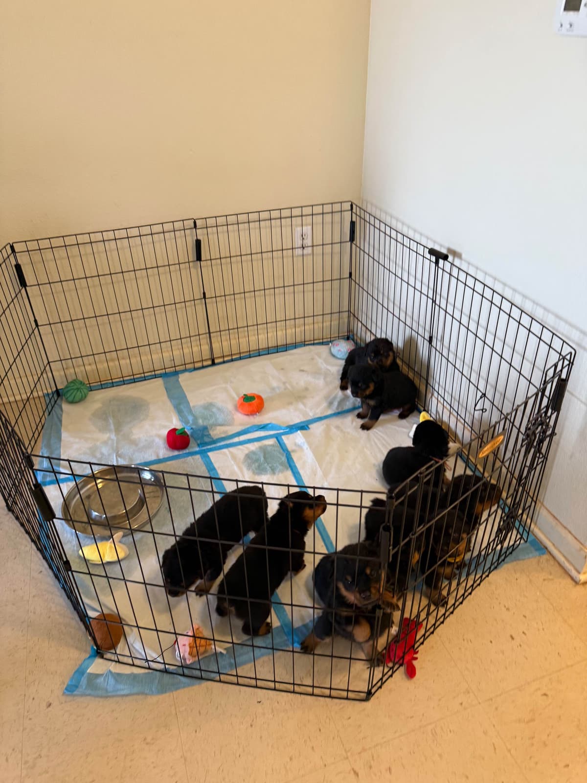 Rottweiler Puppies breeder image 20