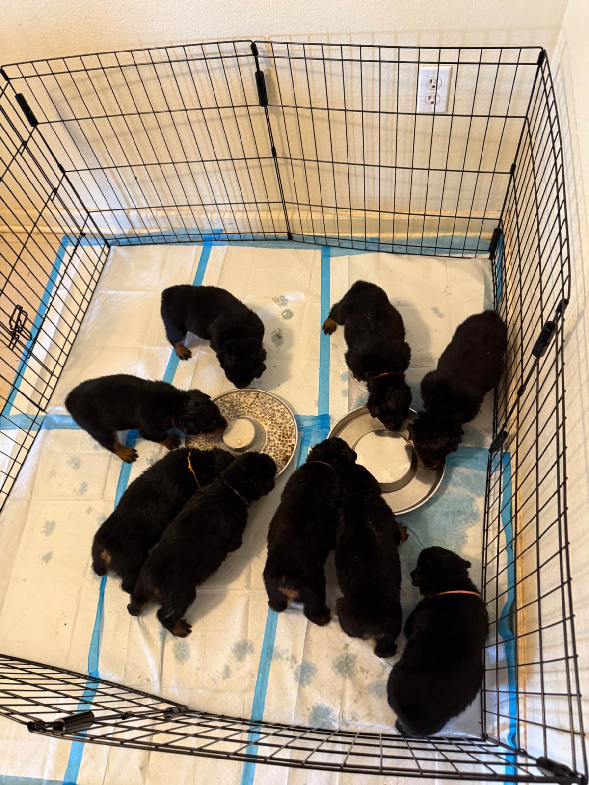 Rottweiler Puppies breeder image 22