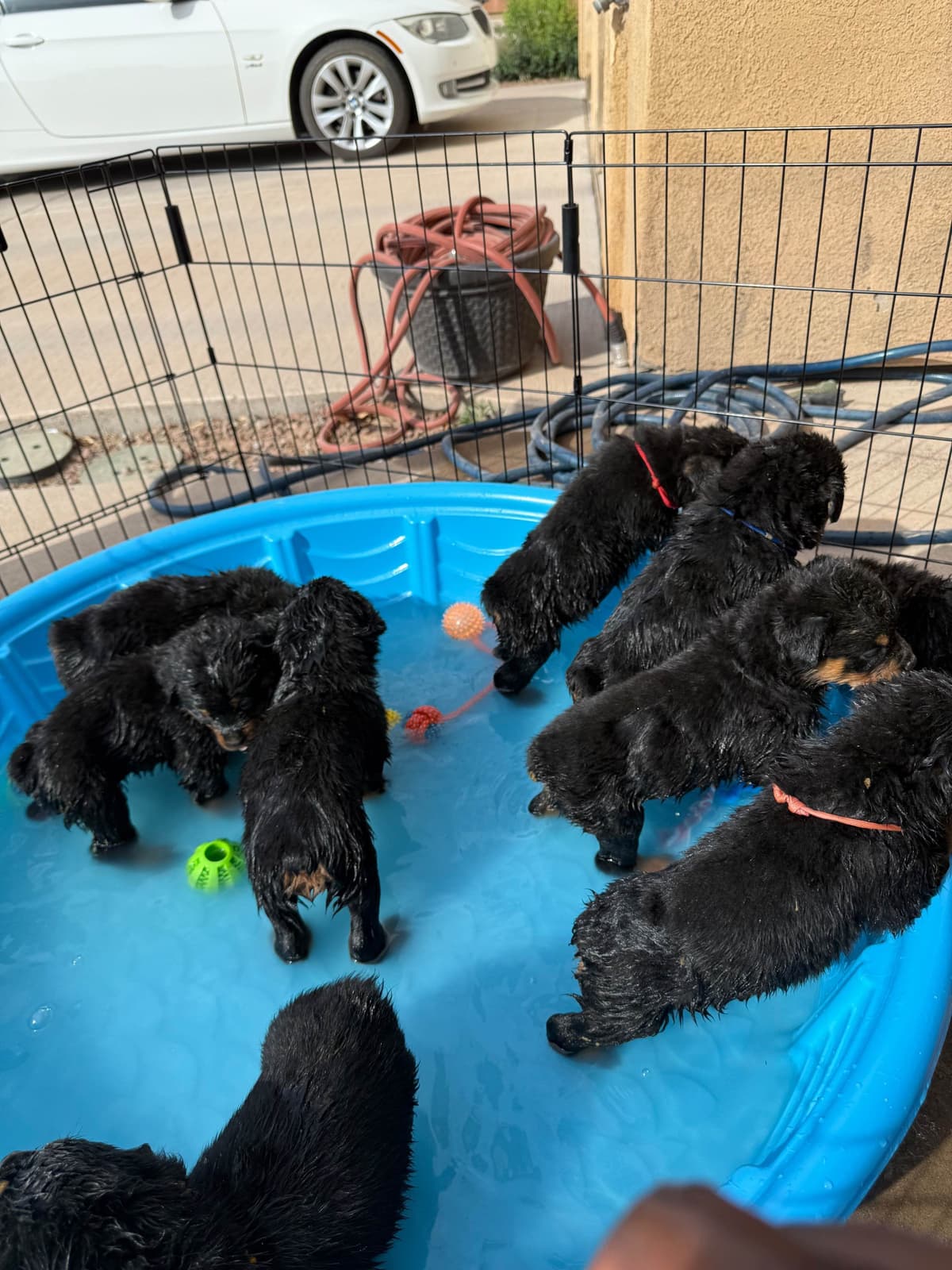Rottweiler Puppies breeder image 21