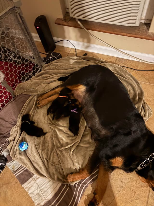 Rottweiler Puppies media 3