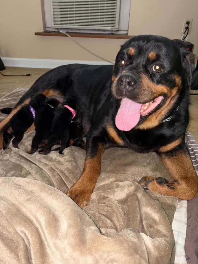 Rottweiler Puppies media 4