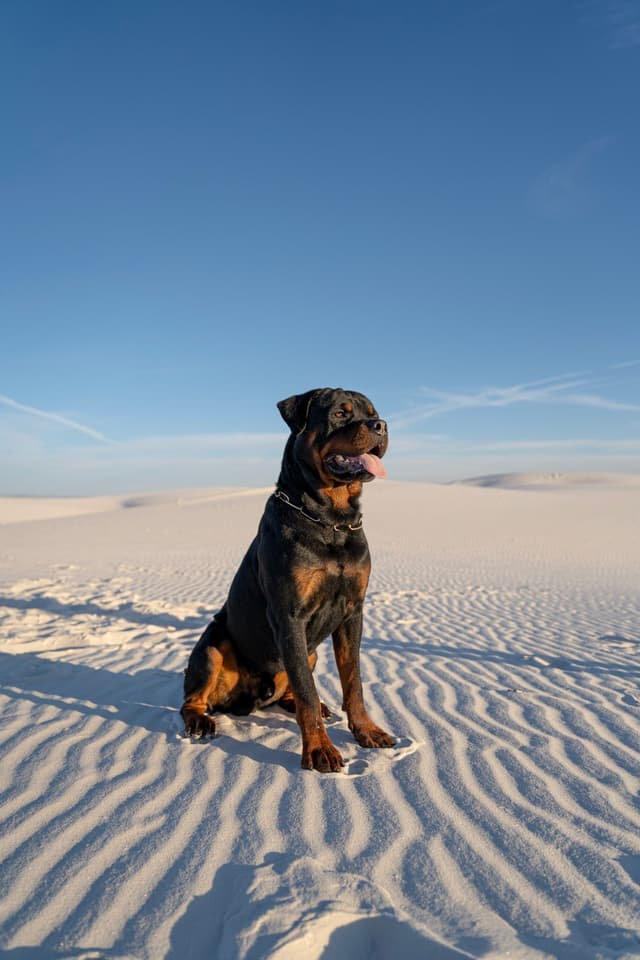 Rottweiler Puppies media 6