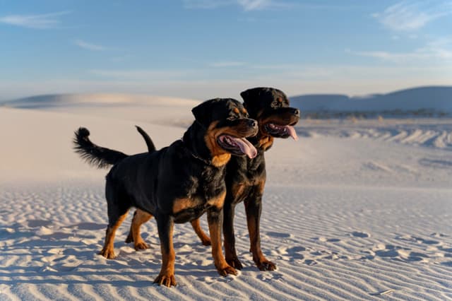 Rottweiler Puppies media 7