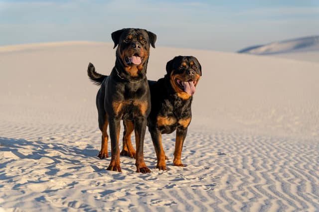 Rottweiler Puppies media 9