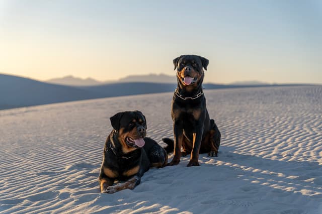 Rottweiler Puppies media 10