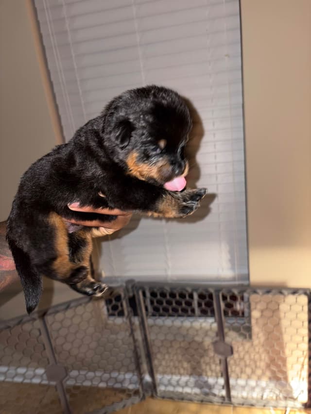 Rottweiler Puppies media 12