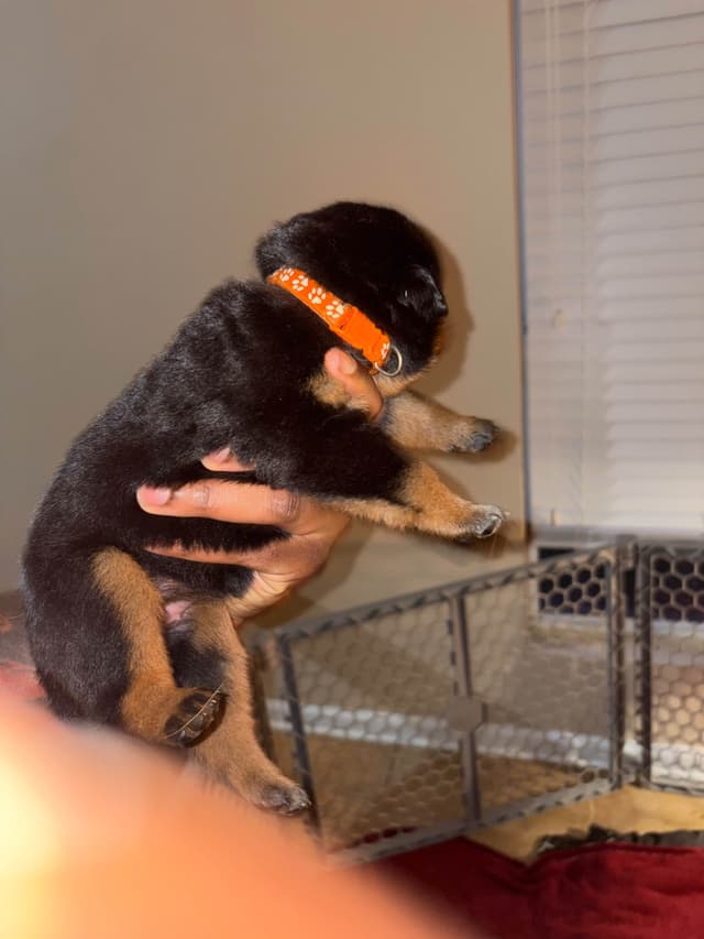 Rottweiler Puppies media 13
