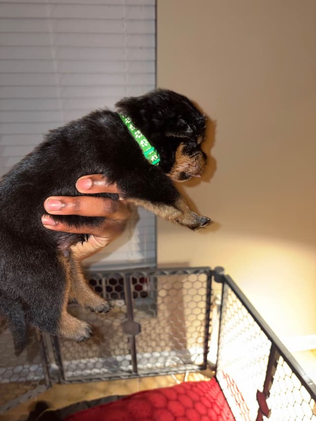 Rottweiler Puppies media 14