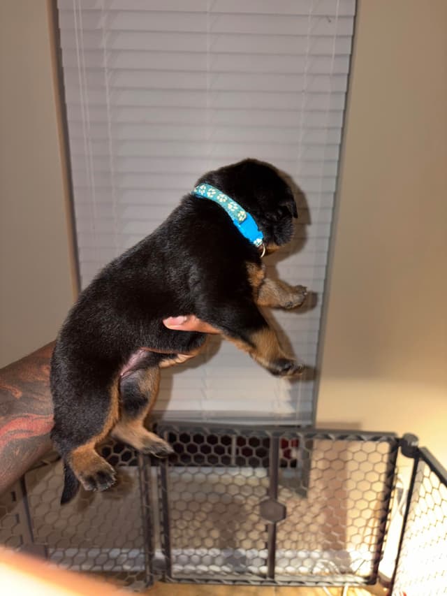 Rottweiler Puppies media 15