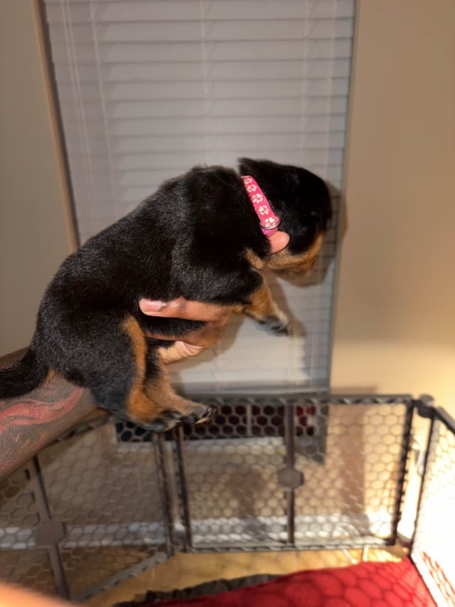 Rottweiler Puppies media 16
