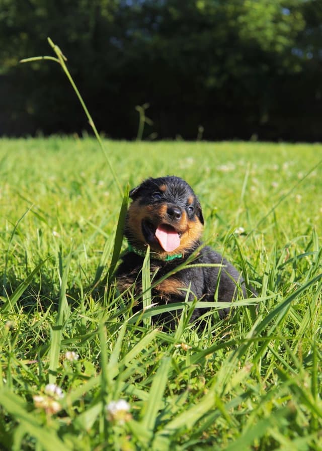 Rottweiler Puppies media 20