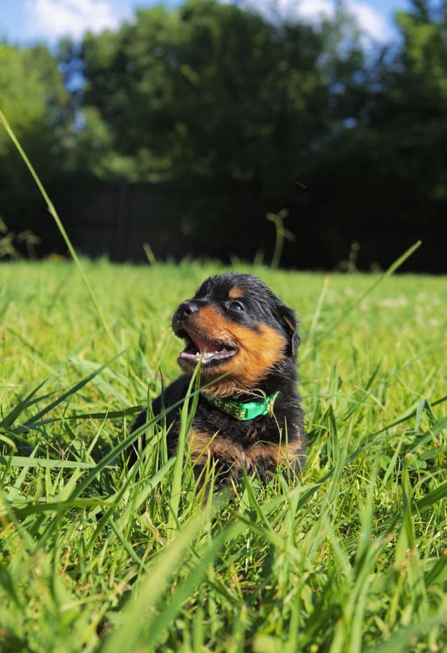 Rottweiler Puppies media 19