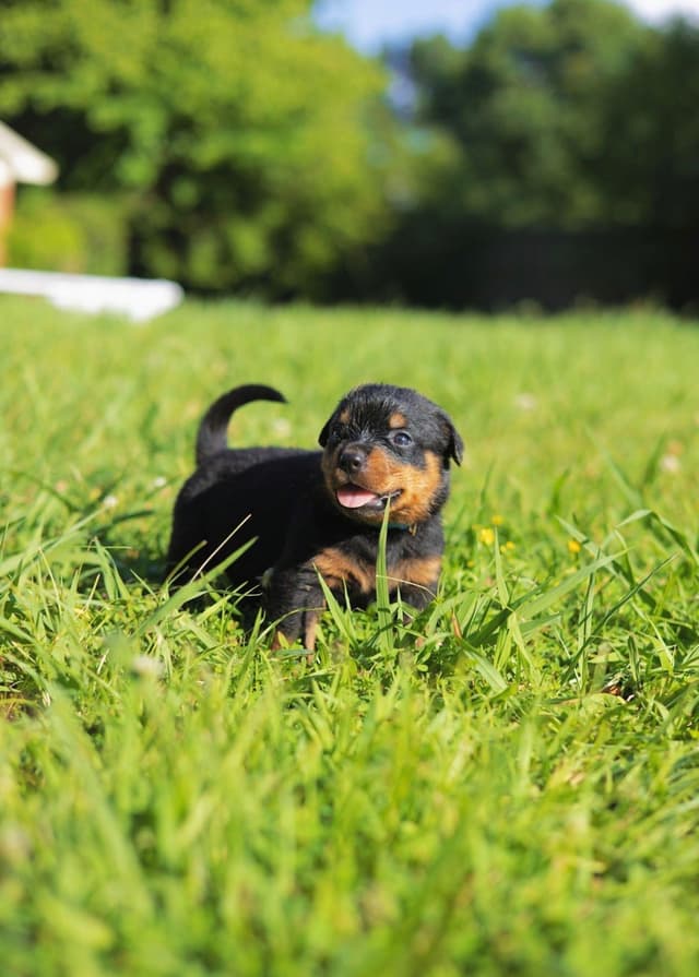 Rottweiler Puppies media 28