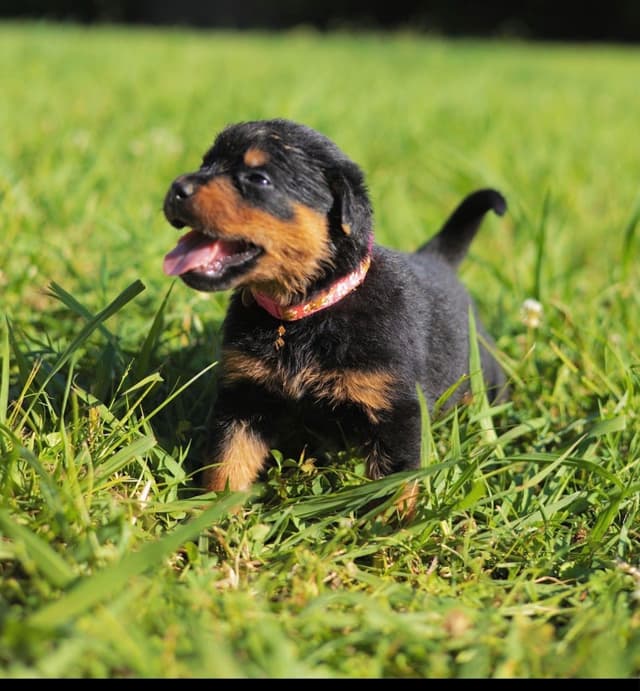 Rottweiler Puppies media 21