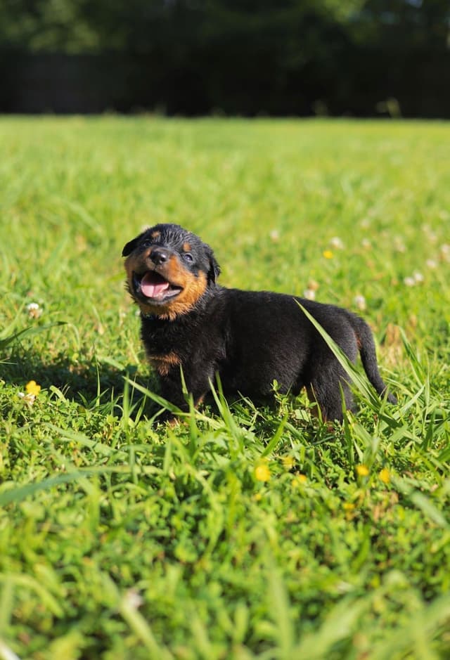 Rottweiler Puppies media 27