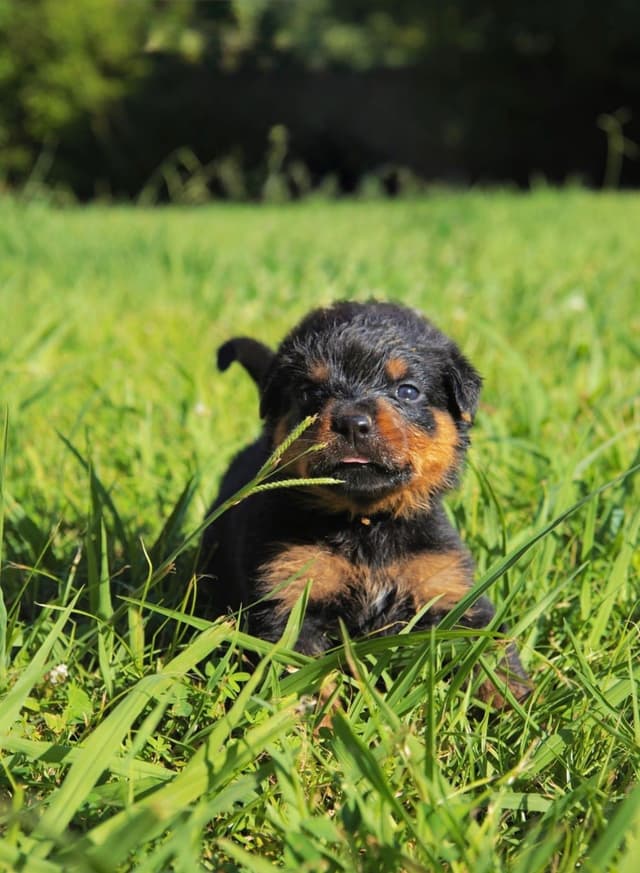 Rottweiler Puppies media 26