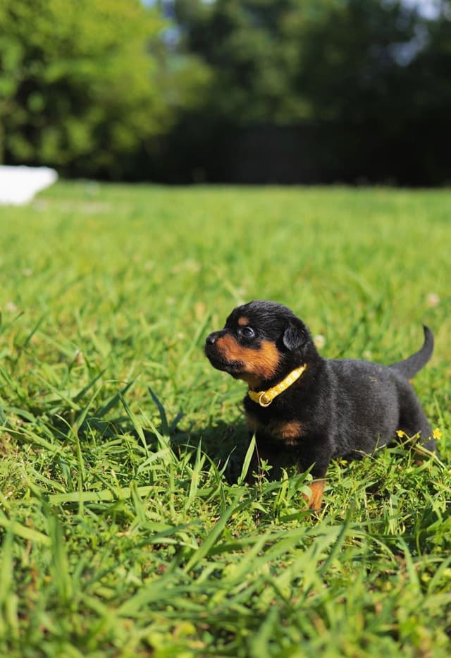 Rottweiler Puppies media 22