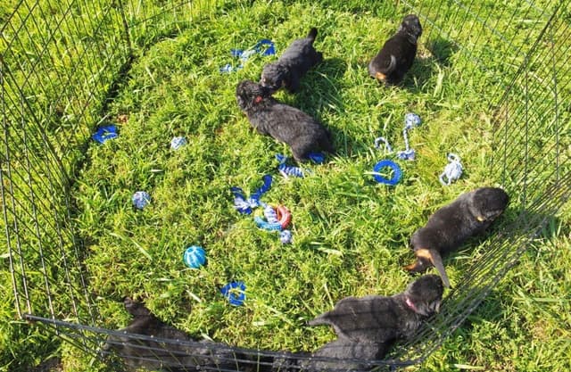 Rottweiler Puppies media 25