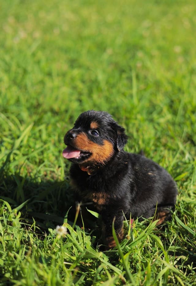 Rottweiler Puppies media 23