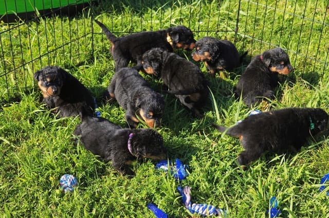 Rottweiler Puppies media 29