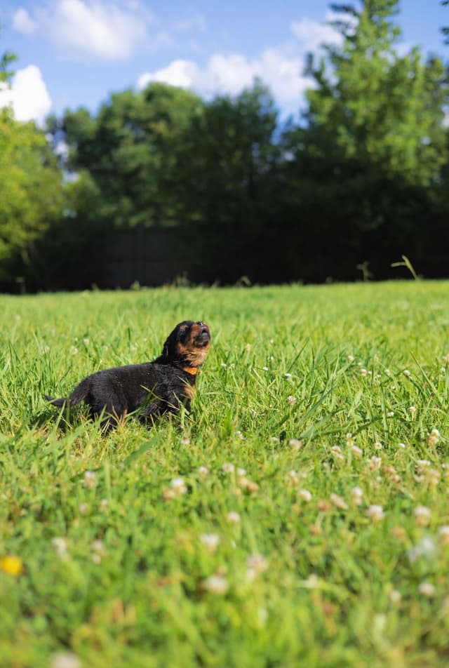 Rottweiler Puppies media 30