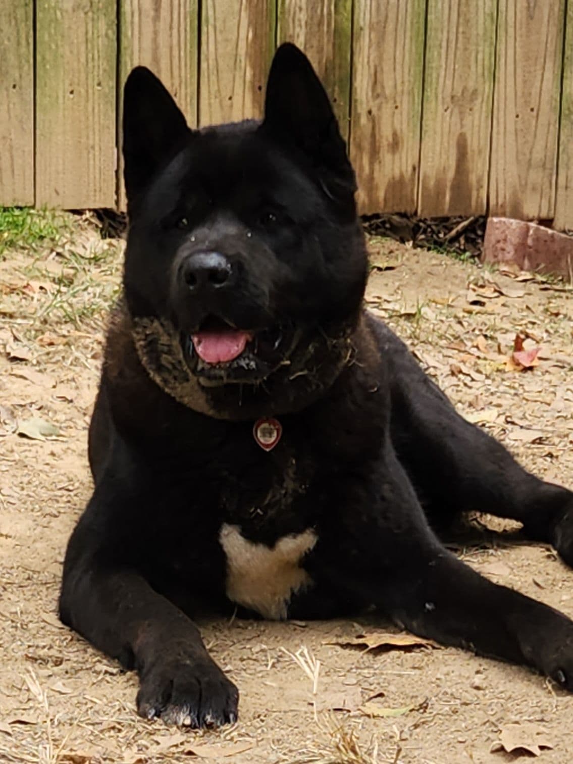Akita Puppies breeder image 1