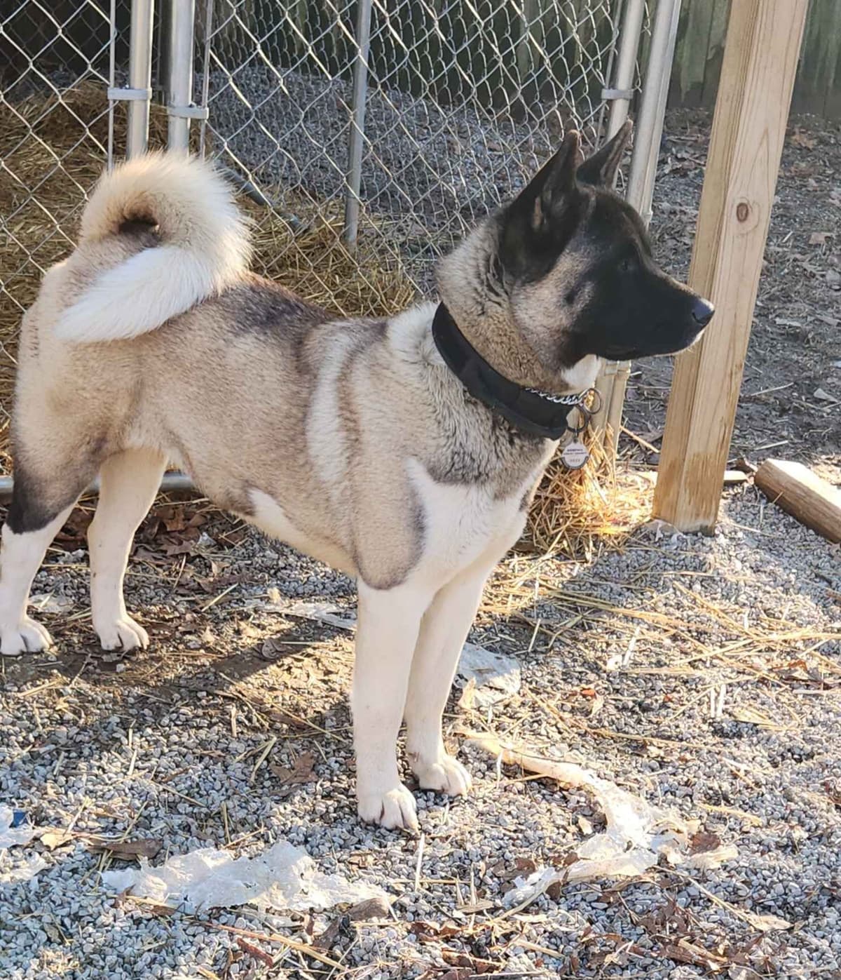 Akita Puppies breeder image 2