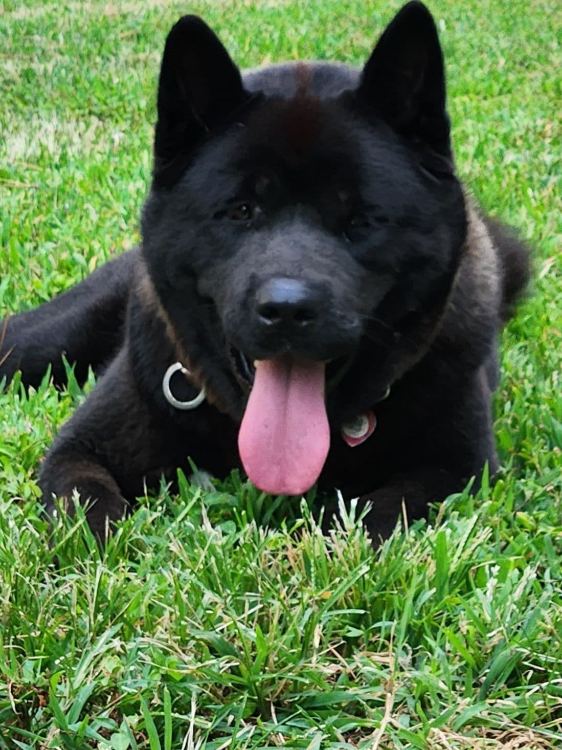 Akita Puppies breeder image 4