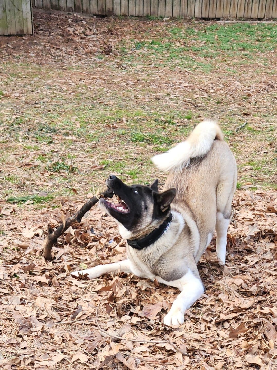 Akita Puppies breeder image 5