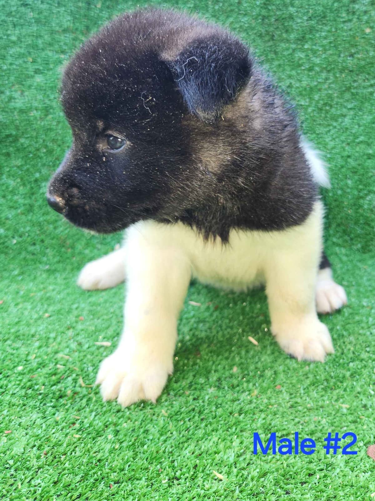 Akita Puppies breeder image 7